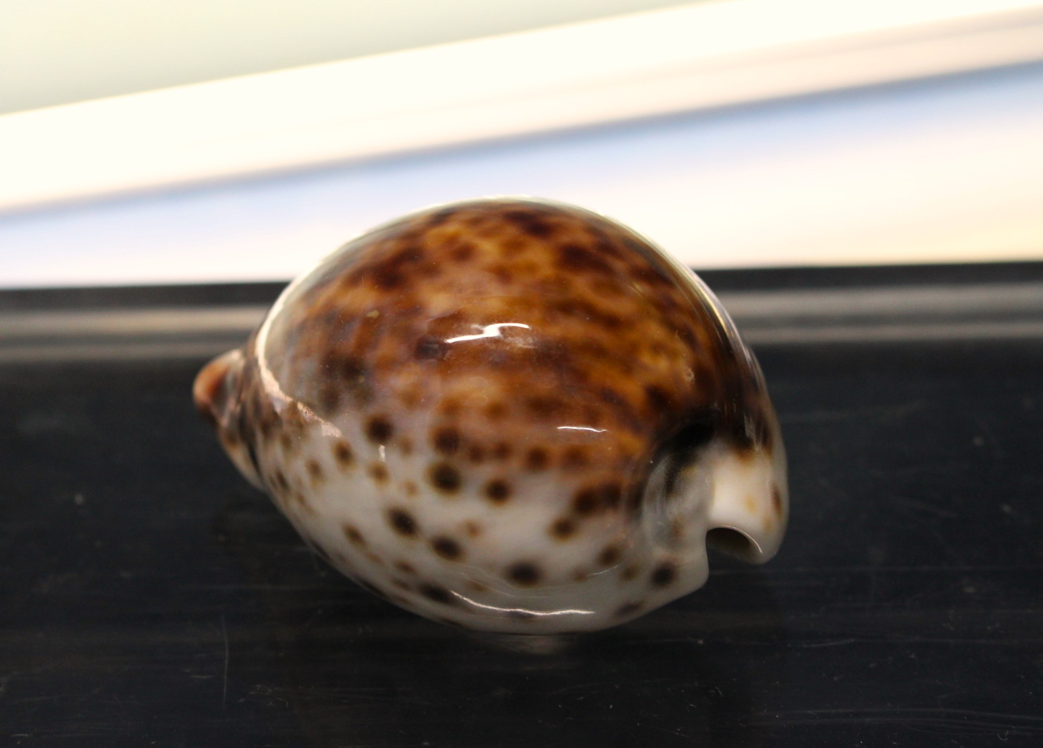 IMG_2061 Concha de Cauri Tigre, Cypraea Tigris. 75 mm. - Imagen 1