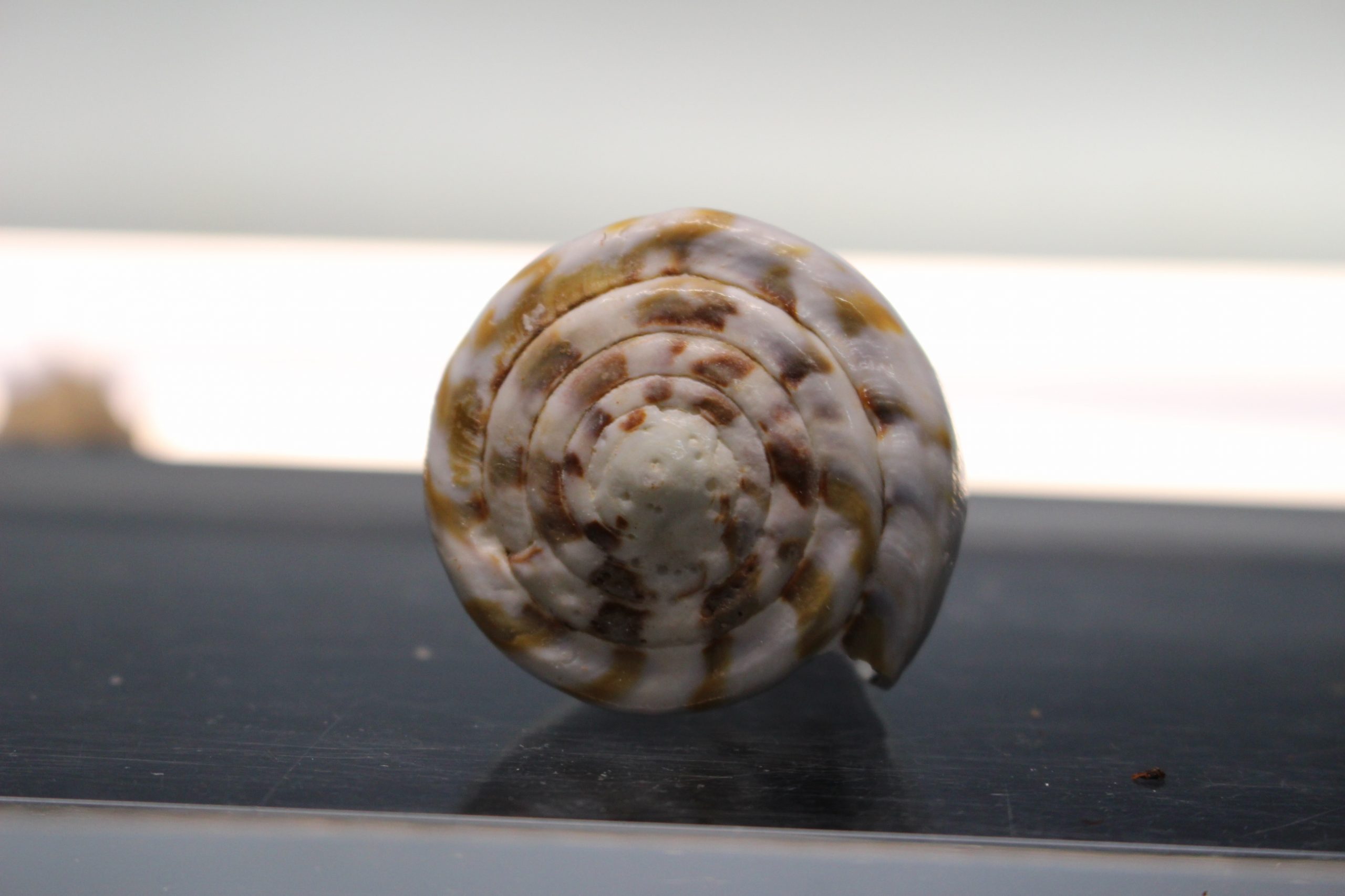 Concha de Caracol marino, Conus namocanus o Flavidus, 60 mm.