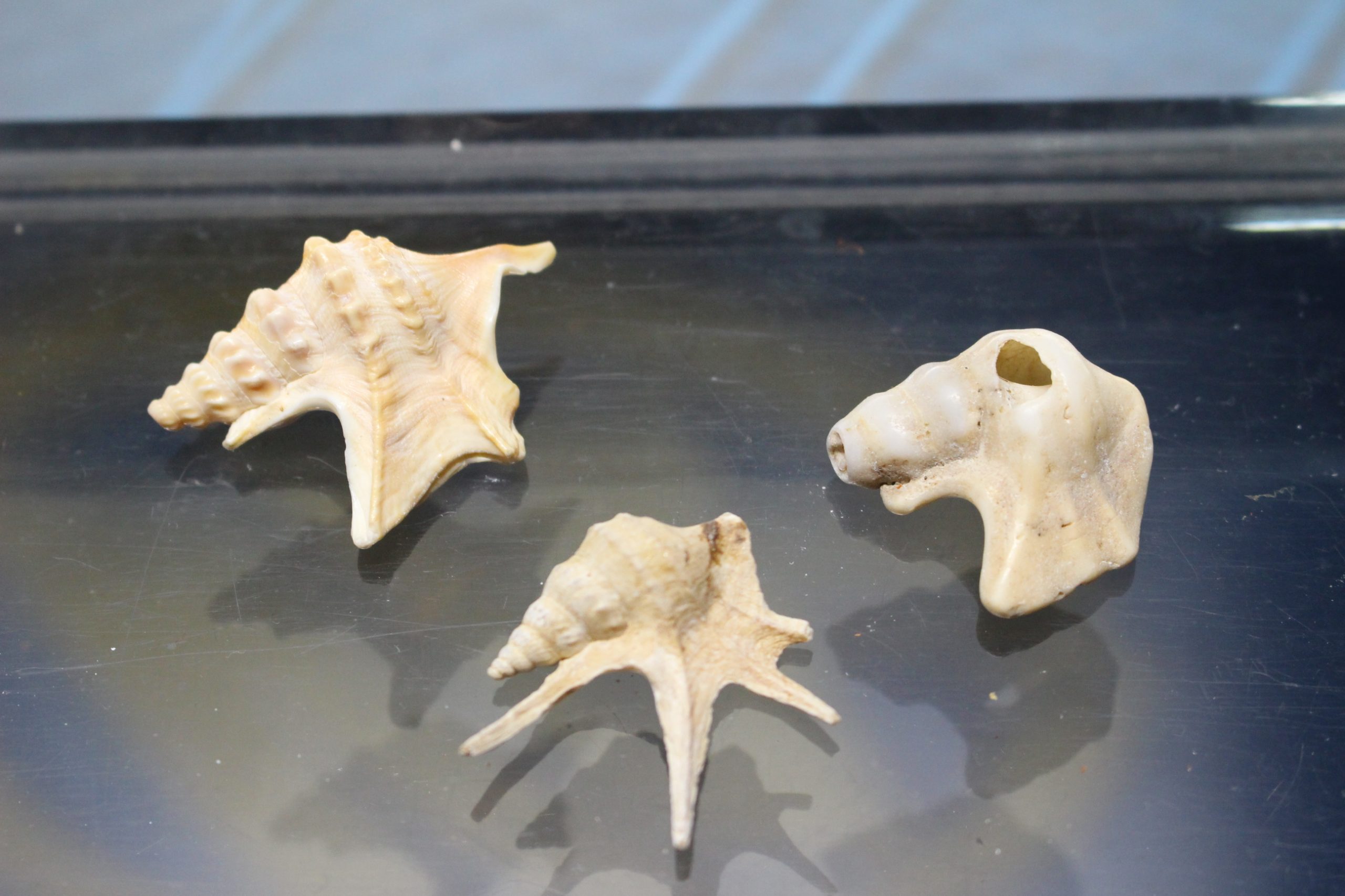 3 Conchas de Caracola Lambis Millepeda, 25 – 40 mm.