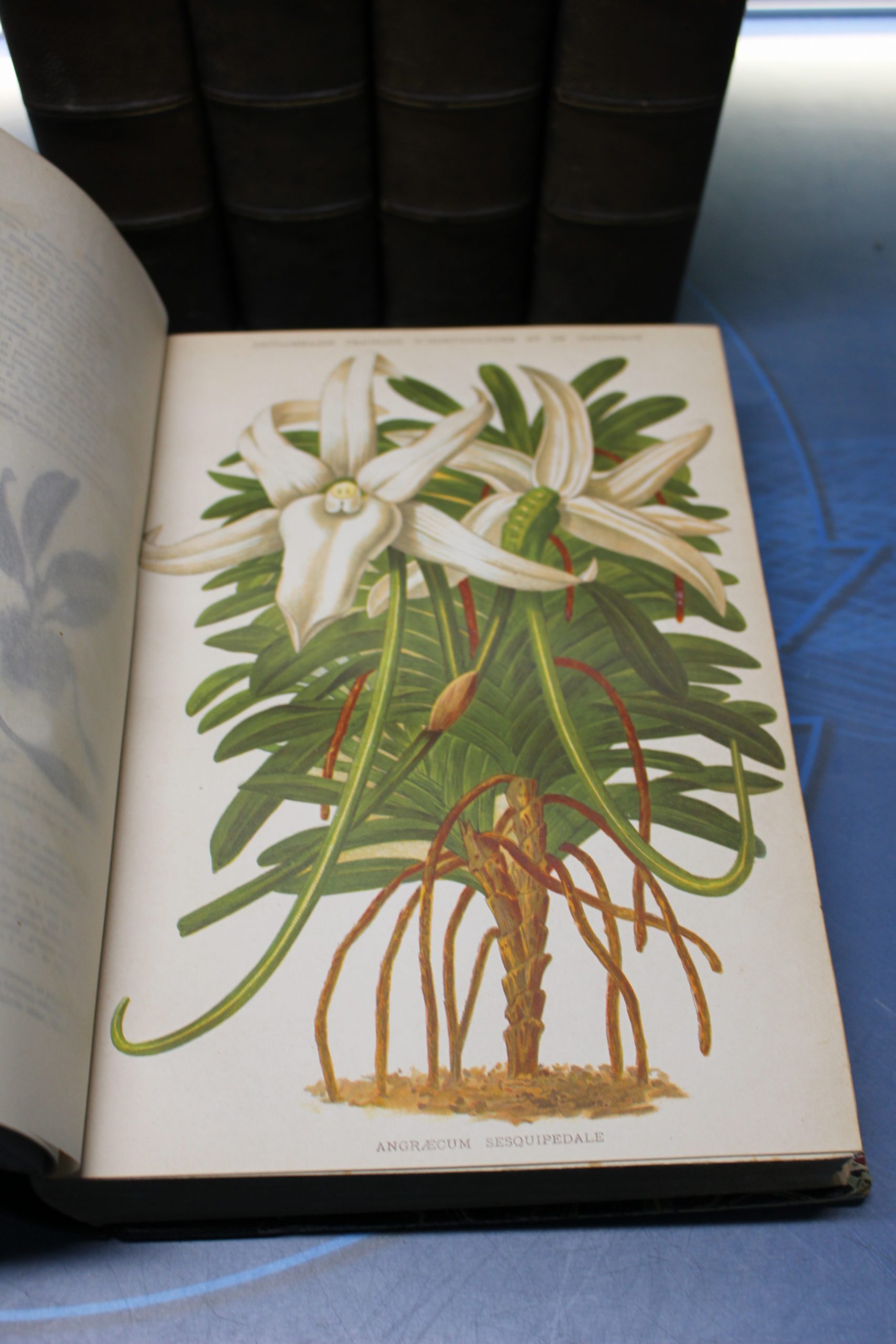 Antiguo diccionario de horticultura. 1893.