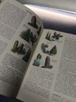 Enciclopedia de las CIENCIAS NATURALES – COMPLETA 4 TOMOS EDITORIAL BRUGUERA 1962 - Imagen 10