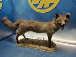 Antiguo zorro disecado, 90x47x23 cm. taxidermia