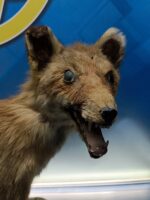 Antiguo zorro disecado, 90x47x23 cm. taxidermia - Imagen 2