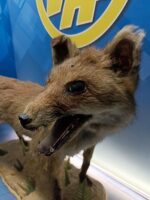 Antiguo zorro disecado, 90x47x23 cm. taxidermia - Imagen 9