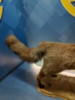 Antiguo zorro disecado, 90x47x23 cm. taxidermia - Imagen 8