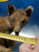 Antiguo zorro disecado, 90x47x23 cm. taxidermia - Imagen 7