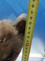 Antiguo zorro disecado, 90x47x23 cm. taxidermia - Imagen 6