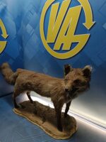 Antiguo zorro disecado, 90x47x23 cm. taxidermia - Imagen 5