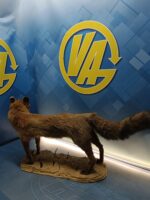 Antiguo zorro disecado, 90x47x23 cm. taxidermia - Imagen 4