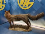 Antiguo zorro disecado, 90x47x23 cm. taxidermia - Imagen 3