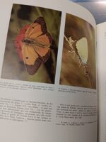 Mariposas de la península ibérica I, II, Miguel P. Gómez Bustillo + PEQUEÑO LIBRO DE MARIPOSAS - Imagen 3